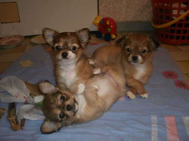 Chihuahua welpen